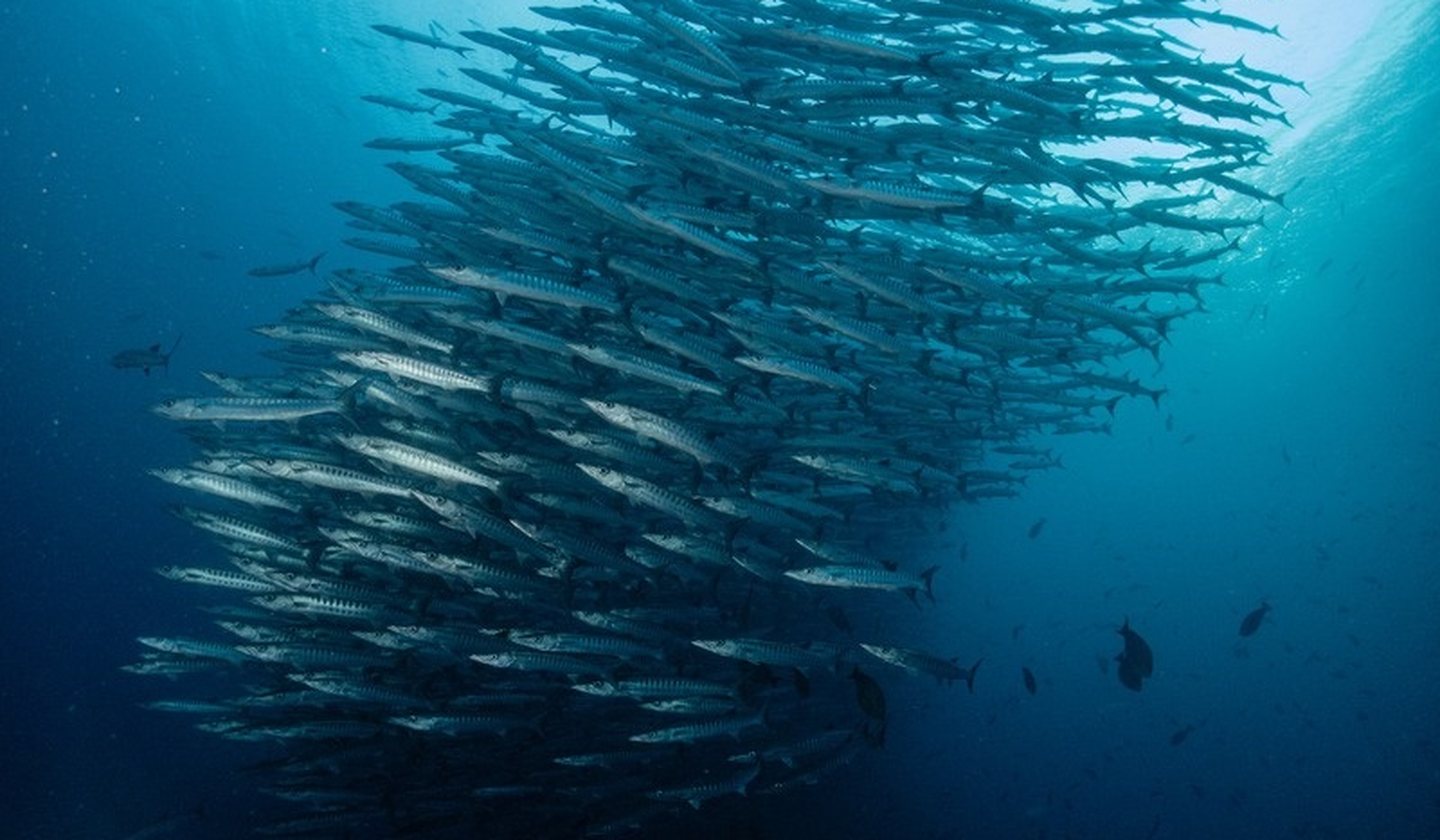 A school of barracuda turning in open blue water