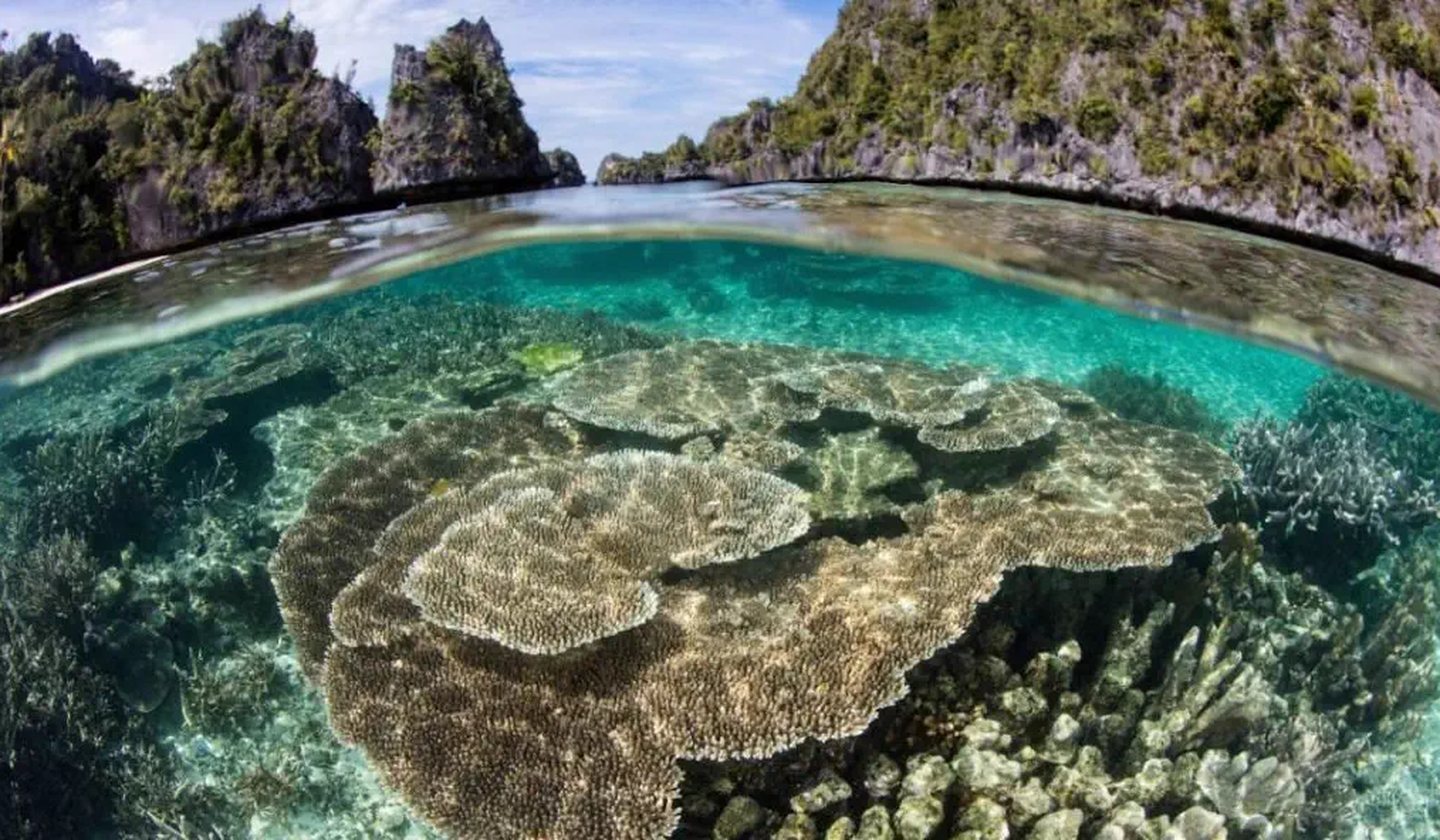 Table corals in clear shallows below limestone karst islands